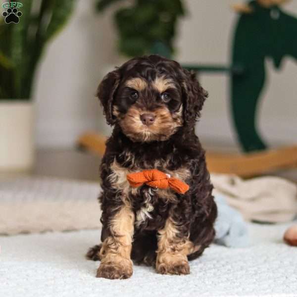 Prince, Cockapoo Puppy